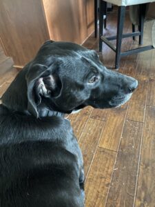 Cecil D. Dog, a black dog, looking to the right.