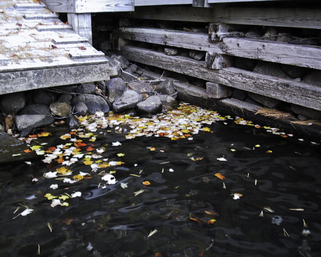 Colorful fall foliage fallen and floating in the water by the dock at Squam.