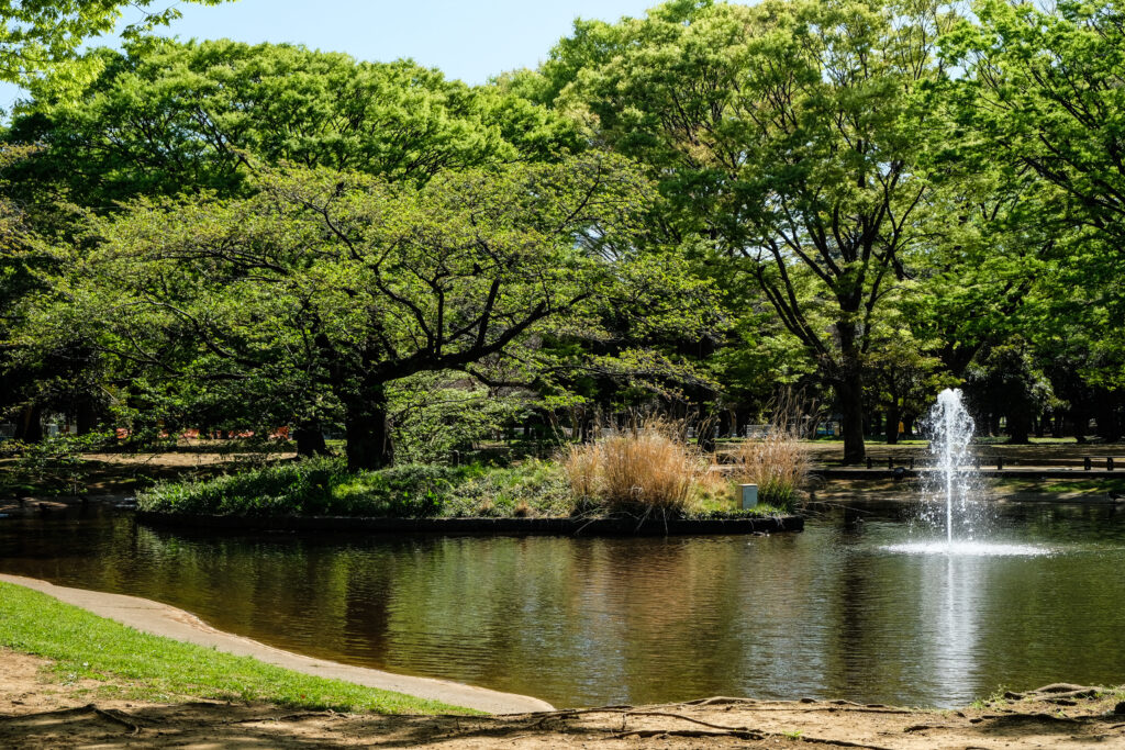 A small pond with a fountain in Yoyogi Park, Tokyo. Trees with young light green leaves are in the distance.