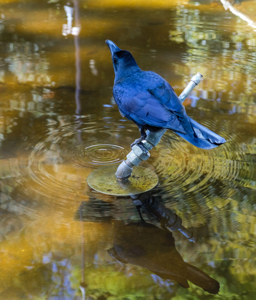 A black bird perched in a fountain, as a water droplet from its beak drops back into the water. Yoyogi Park, Japan.