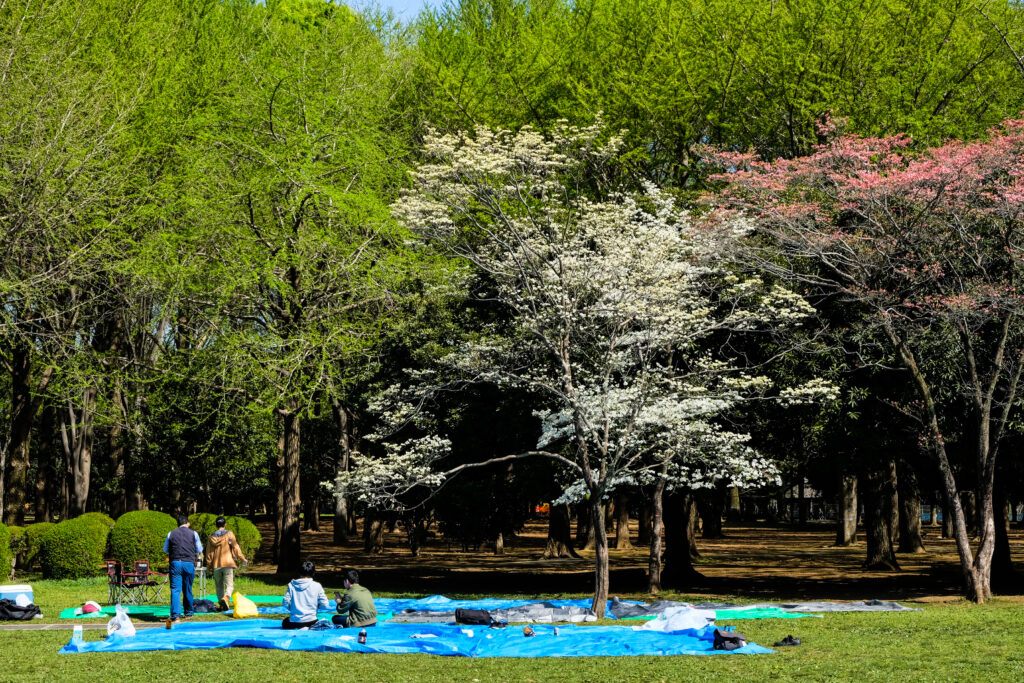 Large picnic blankets spread out under the sakura blossoms, in Yoyogi Park, Tokyo.