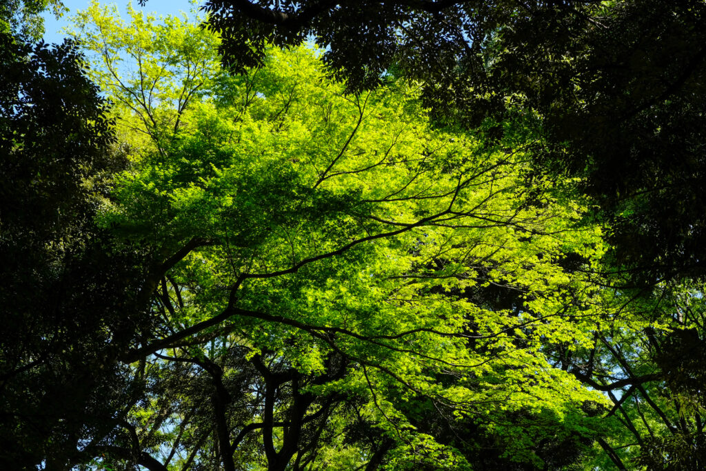 A bright green tree, illuminated by sun from behind.
