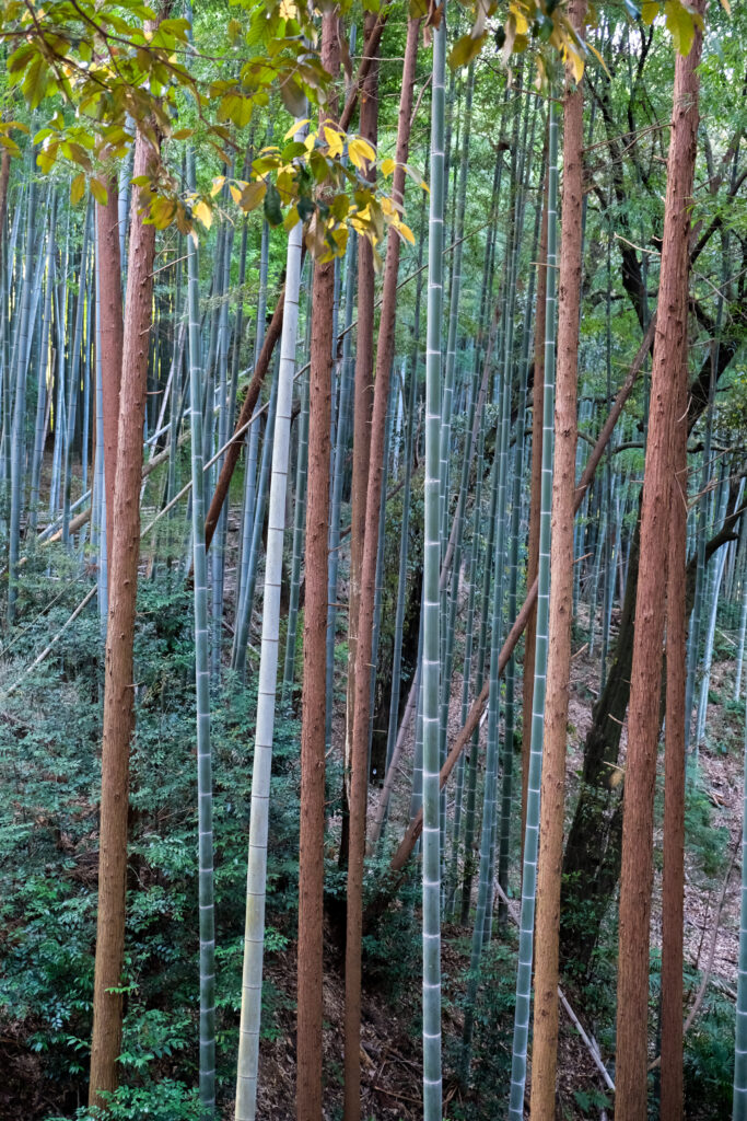 Stand of Bamboo on Mt. Inari, Kyoto.