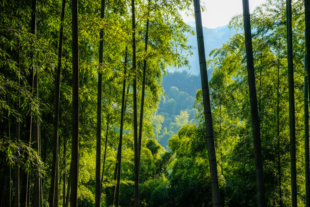 Bright green leaves on bamboo, with a lush green hillside in the background.