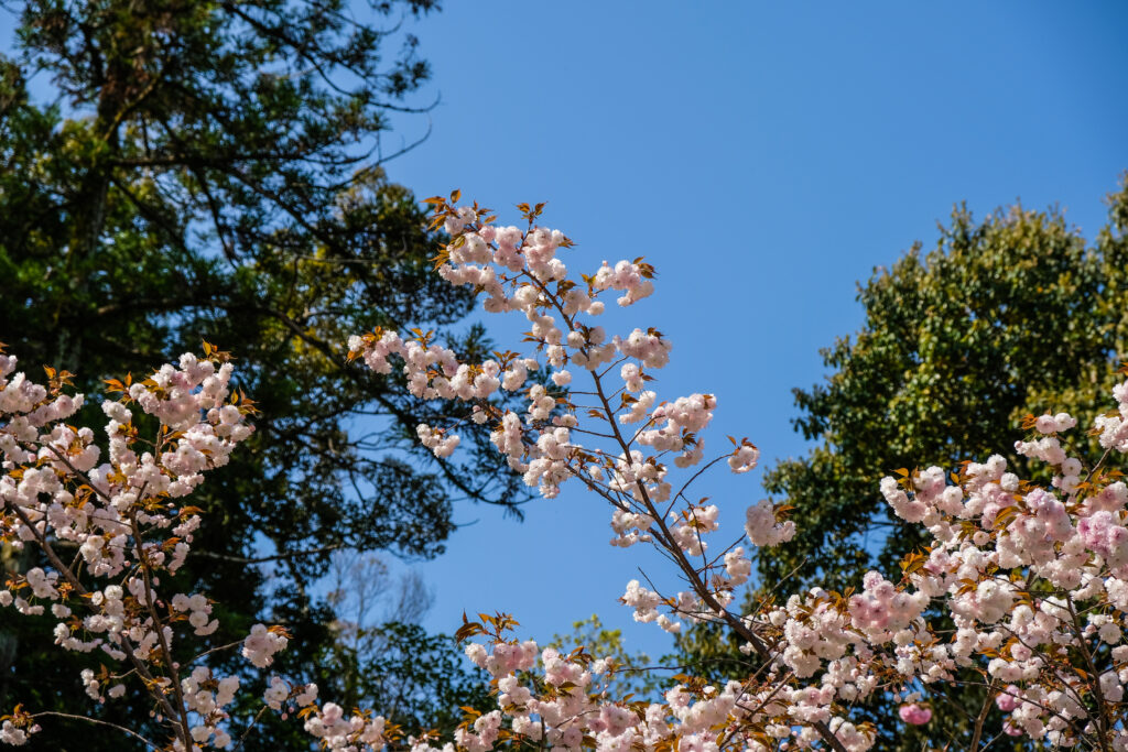 Tree blossoms in Kyoto, with a backdrop of a blue sky.