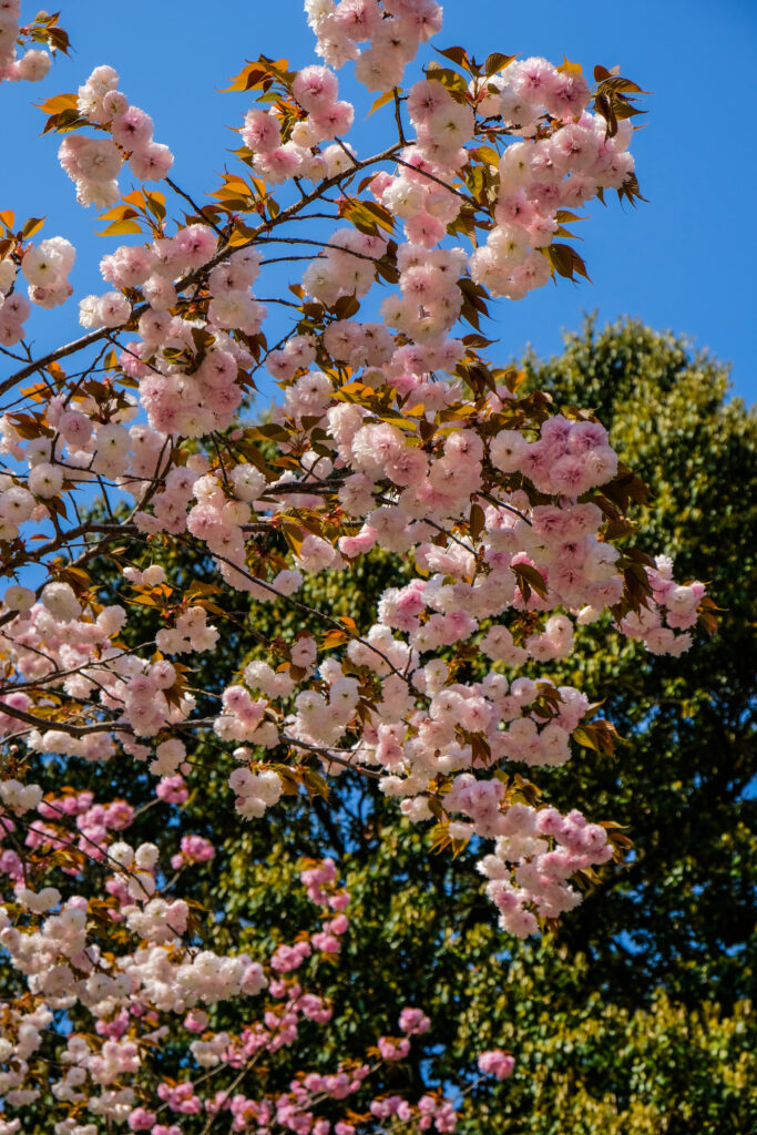 Light pink blossoms, with deeper pink blossoms in the background.