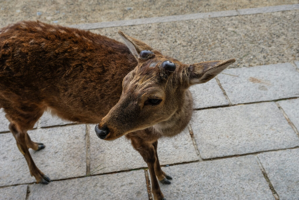 A small deer looking for biscuits from tourists. The antlers have been cut off and polished to prevent people from getting accidentally gored.