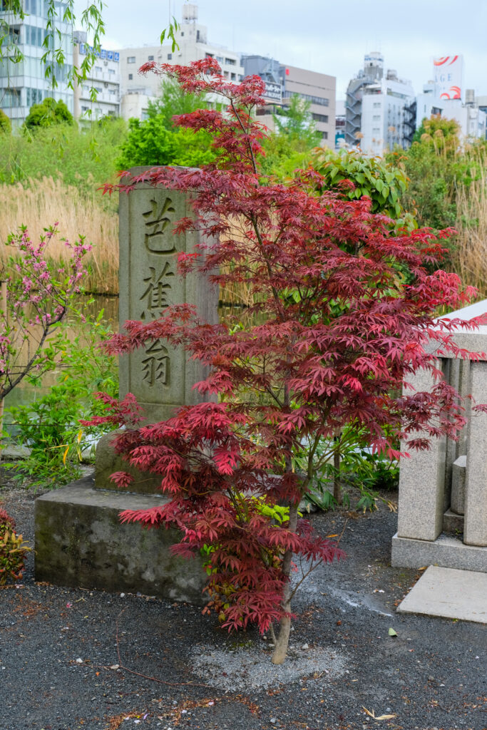 A red Japanese maple near the lake in Ueno Park.