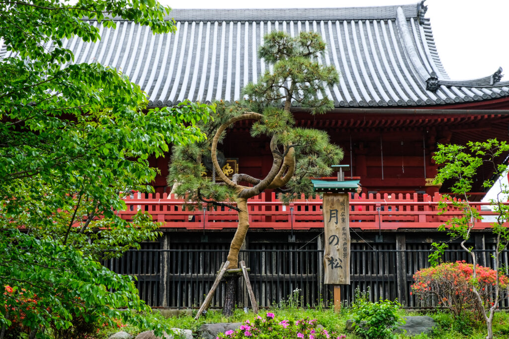 A tree whose trunk has been trained to loop into a circle, with a shrine behind it.