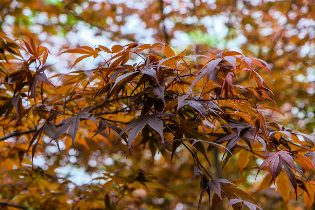 Some reddish-brown leaves in Oregon.