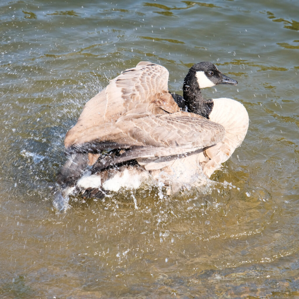 A bathing Canadian Goose.
