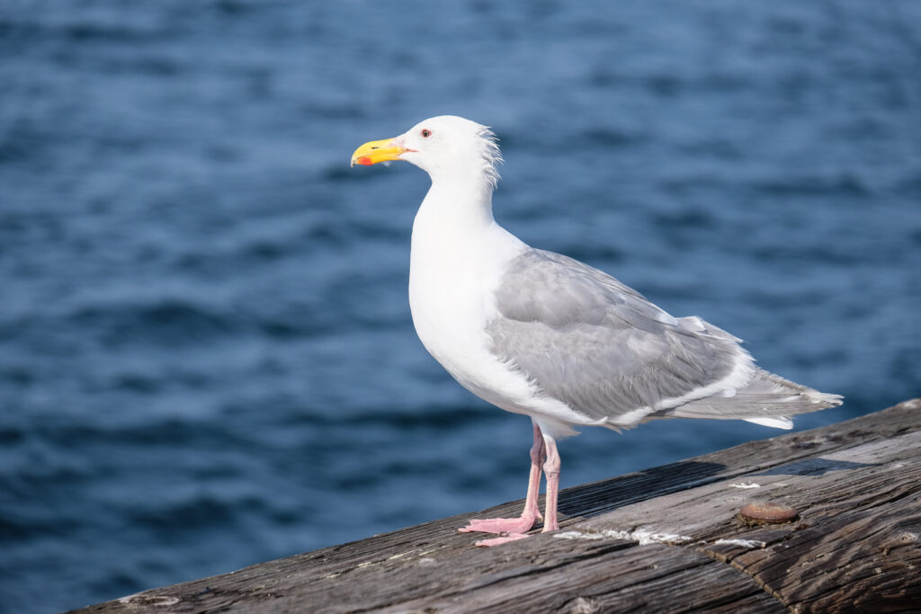 A seagull hanging out at the water, on a pier.