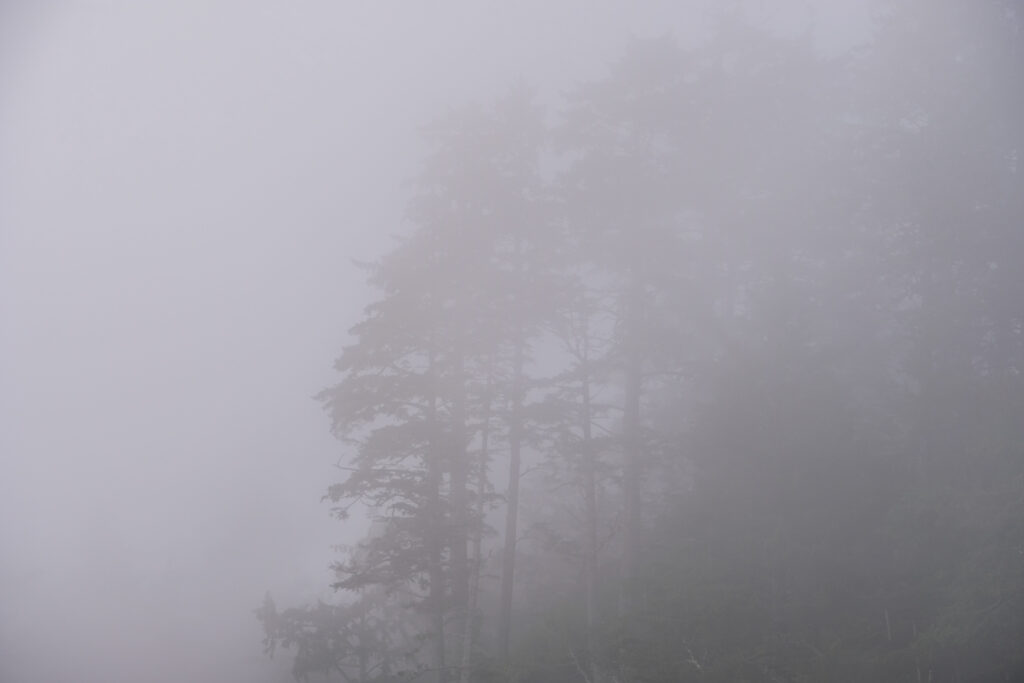 Trees in the mists on the western coast of the Olympic peninsula in Washington.
