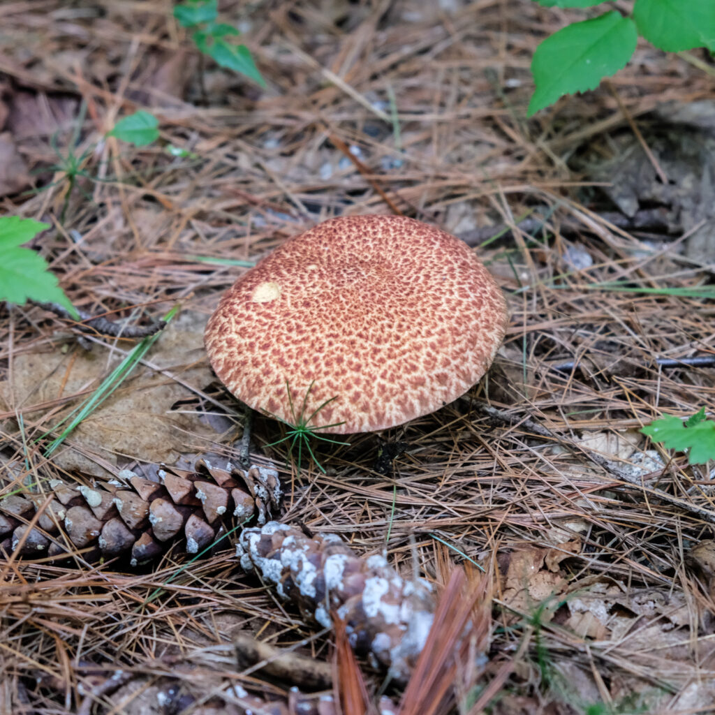 A large brown mushroom, nestled among pine needles.