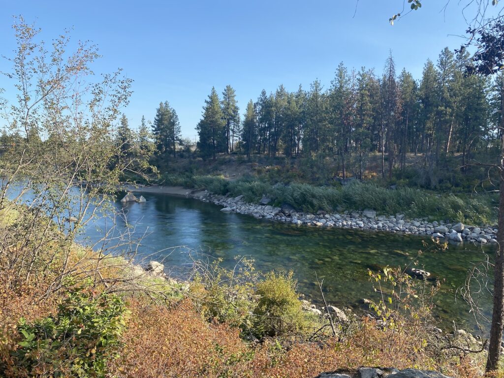 Looking down an embankment to a gently flowing river. The water is clear with a slightly blue tint to it. Pines run up the embankment on the other side, with a blue sky behind.