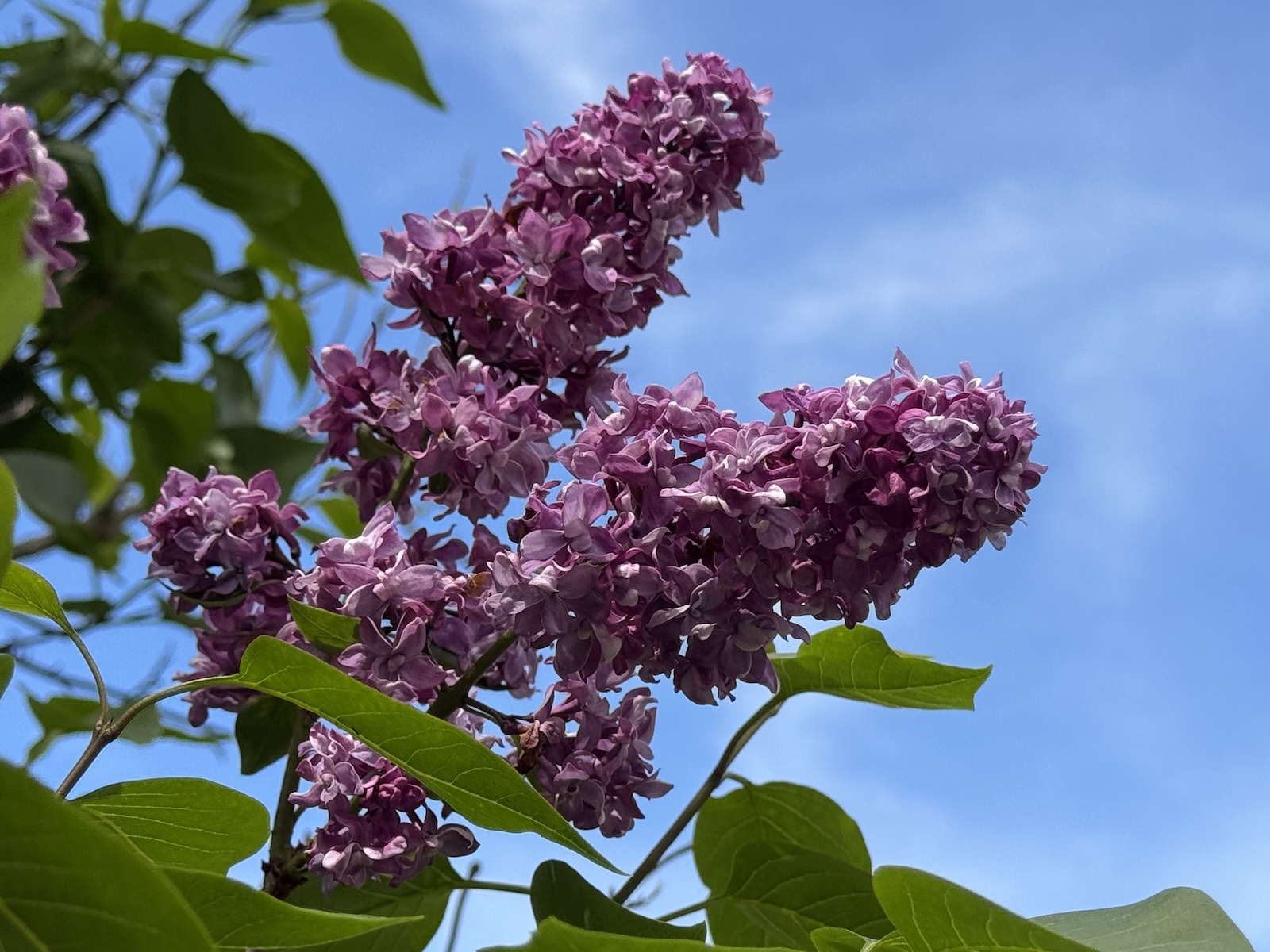 Pink lilacs with a blue sky in the background